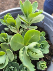 un plan d'Orpin offert par Abdel au maire de Vénissieux…